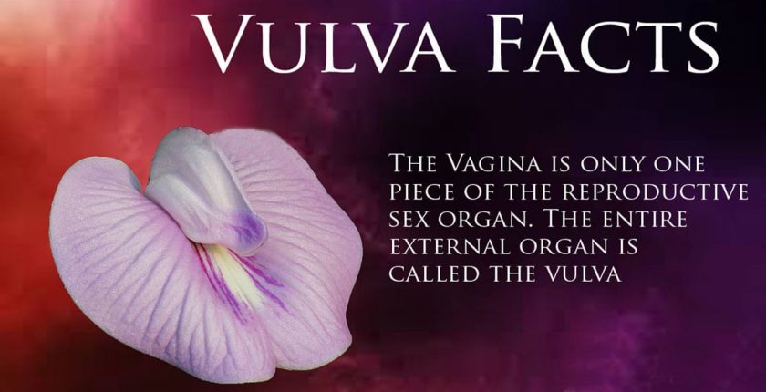 what is a vulva
